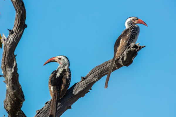 Red-billed Hornbill