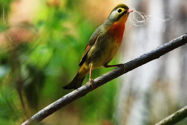 Red-billed Leiothrix