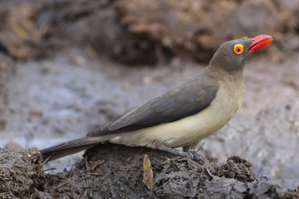 Red-billed Oxpecker