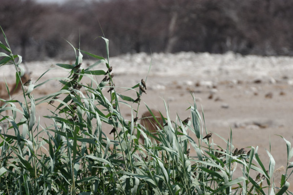 Red-billed Quelea