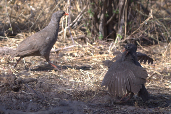 Red-billed spurfowl