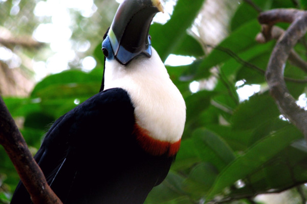 Red-billed Toucan
