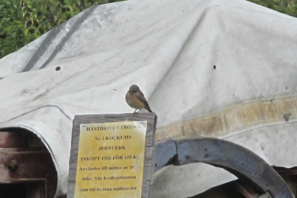Red-breasted Flycatcher