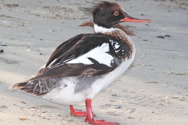 Red-breasted Merganser