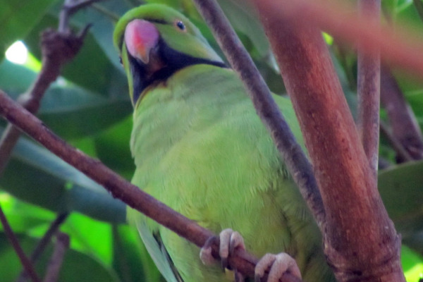 Red-breasted Parakeet