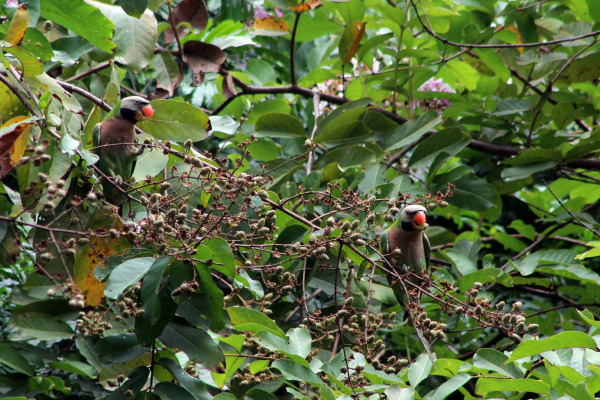 Red-breasted Parakeet
