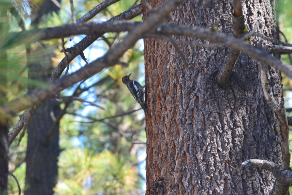Red-breasted Sapsucker
