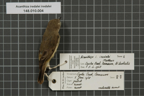 Red-browed Pardalote