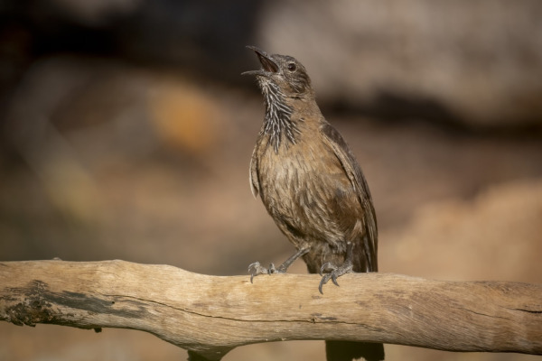 Red-browed Treecreeper