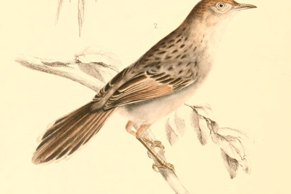 Red-capped Cisticola