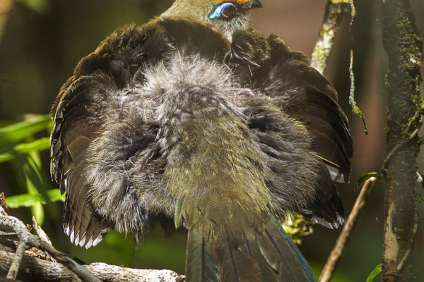 Red-capped Coua
