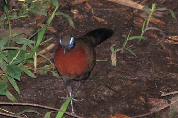 Red-capped Coua