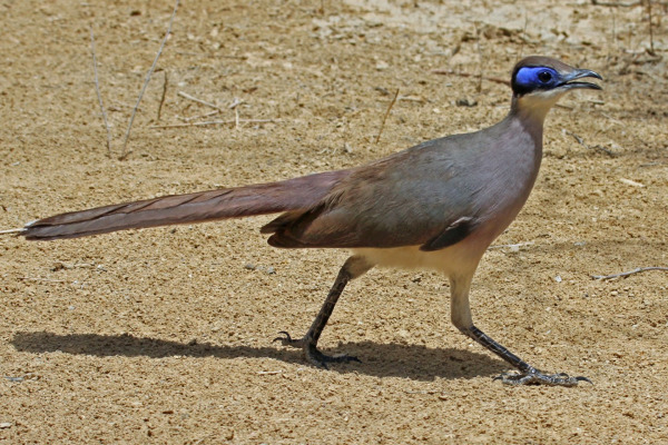 Red-capped Coua