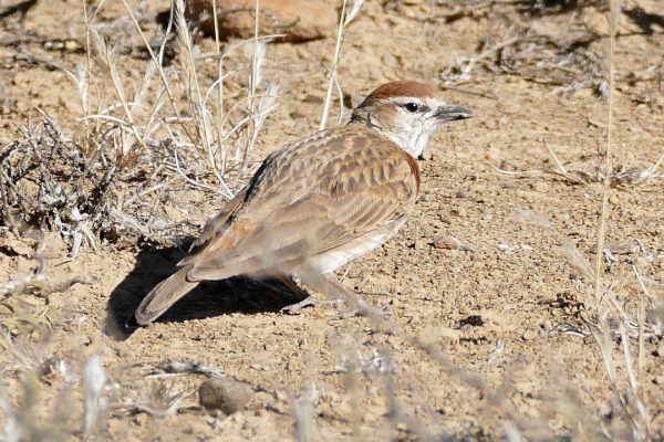 Red-capped lark