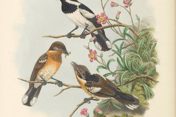 Red-capped Robin