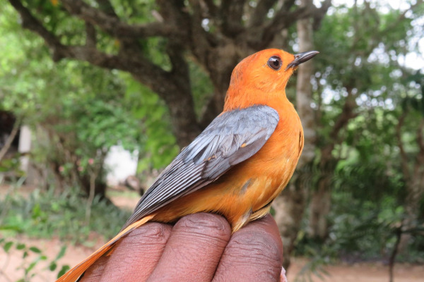 Red-capped Robin-Chat