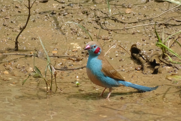 Red-cheeked Cordon-bleu