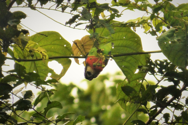 Red-cheeked Parrot