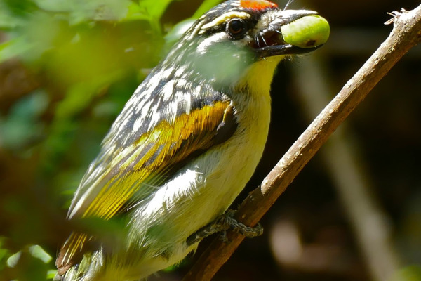 Red-cheeked Wattle-eye