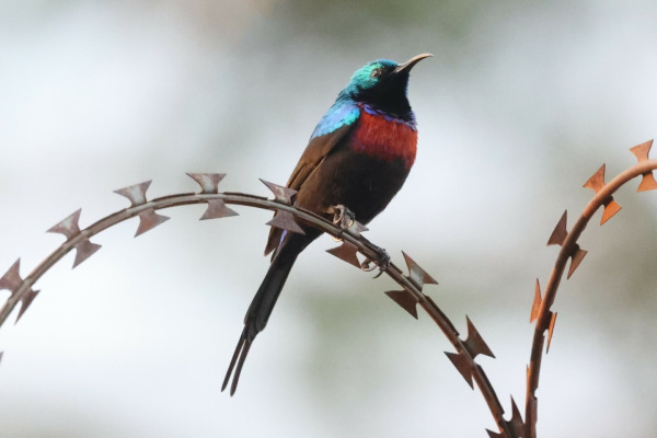 Red-chested Sunbird
