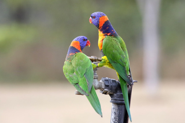 Red-collared Lorikeet