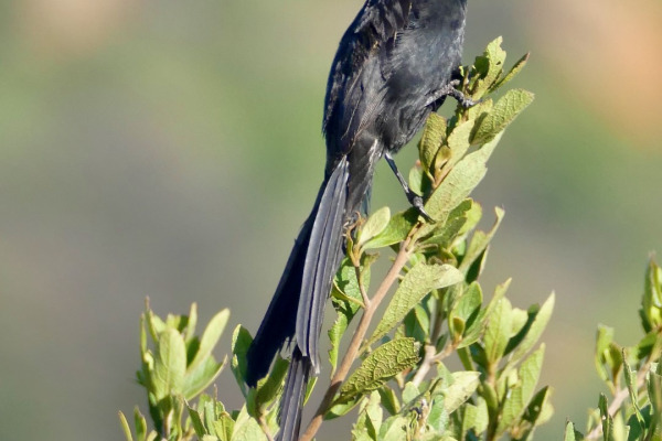 Red-collared Widowbird