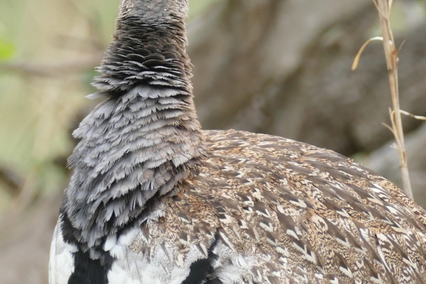 Red-crested Bustard