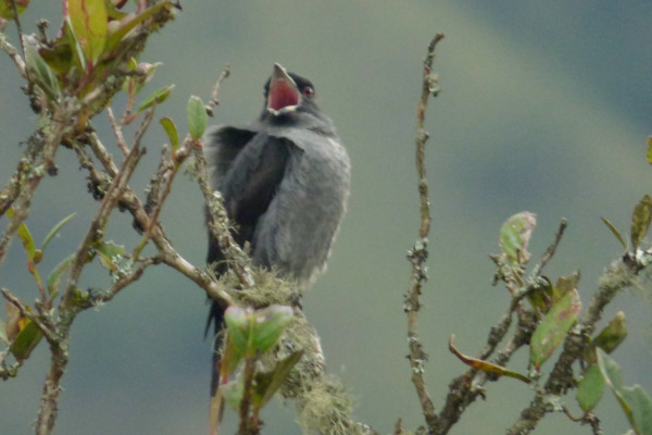 Red-crested Cotinga