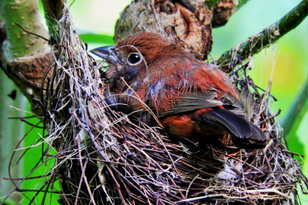 Red-crested Finch