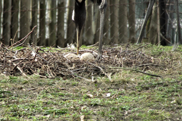 Red-crowned Crane