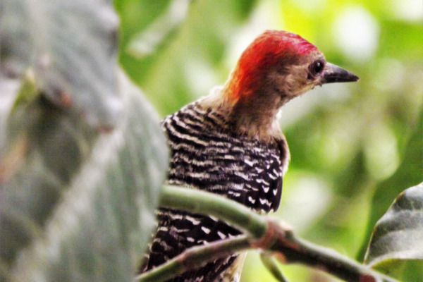 Red-crowned Woodpecker