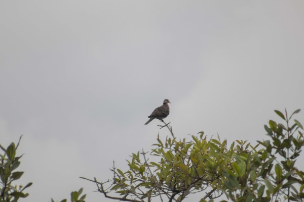 Red-eyed Dove