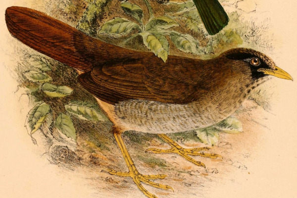 Red-eyed Thrush