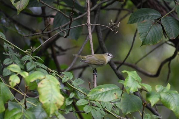 Red-eyed Vireo