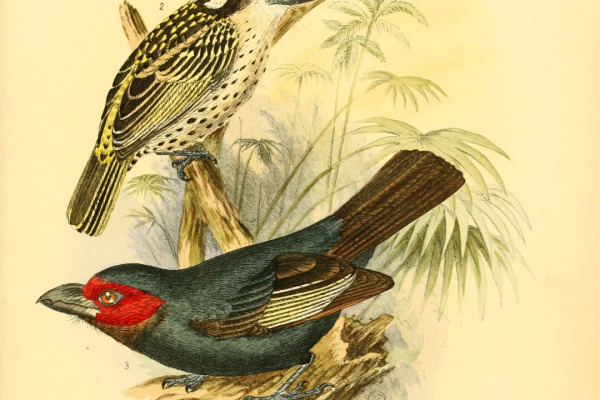 Red-faced Barbet