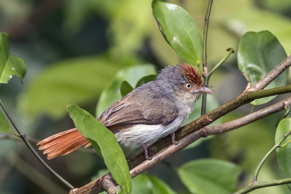 Red-faced Cisticola