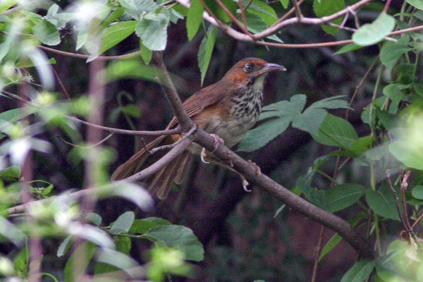 Red-faced Liocichla