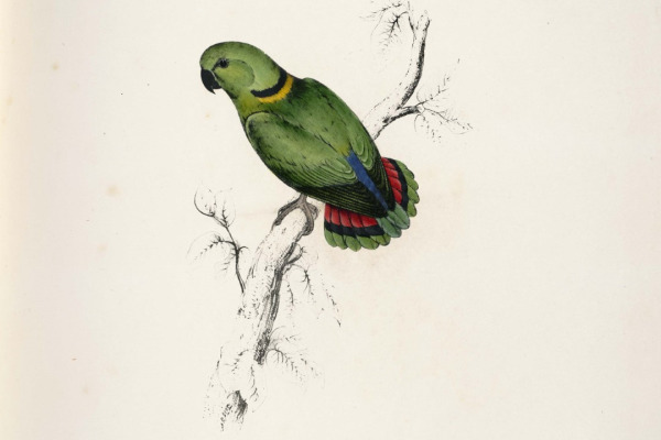 Red-faced Lovebird