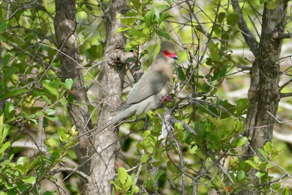Red-faced Mousebird