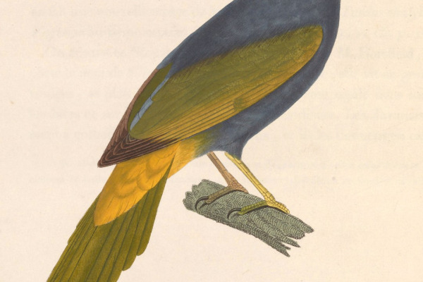 Red-faced Mousebird