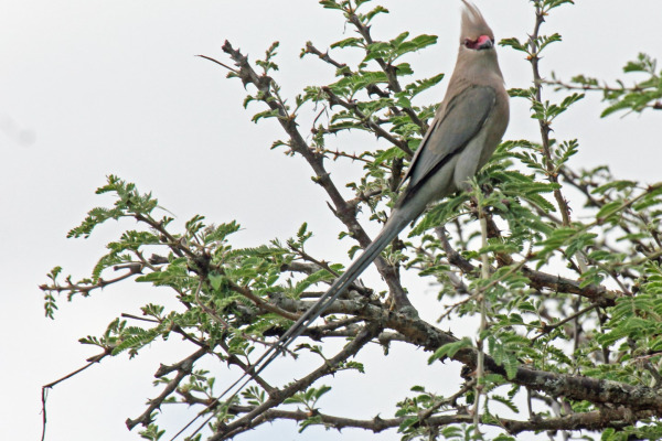 Red-faced Mousebird