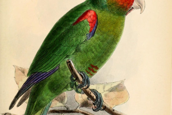 Red-faced Parrot