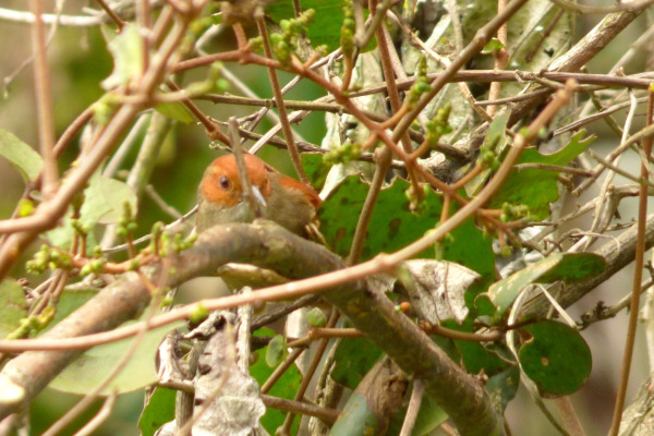 Red-faced Spinetail