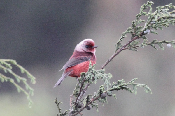 Red-faced Warbler