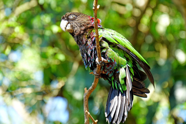 Red-fan Parrot