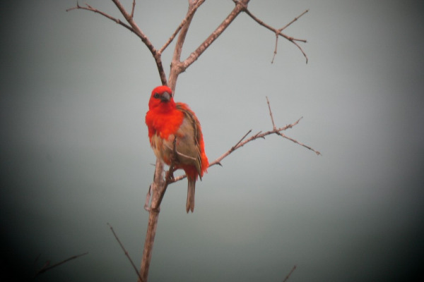 Red Fody
