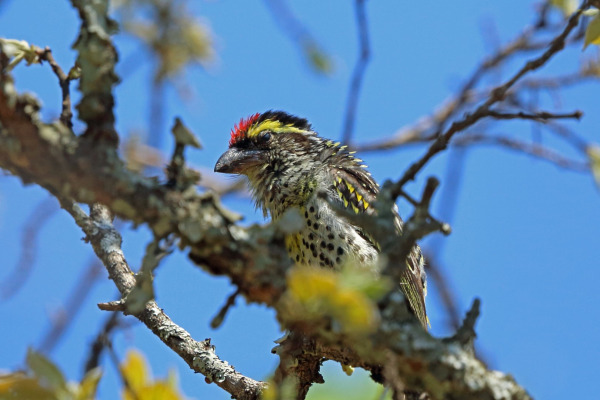 Red-fronted Barbet