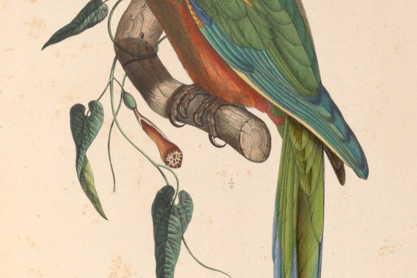 Red-fronted Macaw