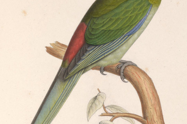 Red-fronted Parakeet