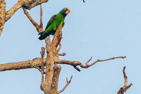 Red-fronted Parrot